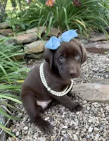 Gracie, a female Labrador Retriever for sale in Porter, OK – 3 of 6