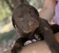 Ruger, a male Labrador Retriever for sale in Porter, OK – 2 of 9