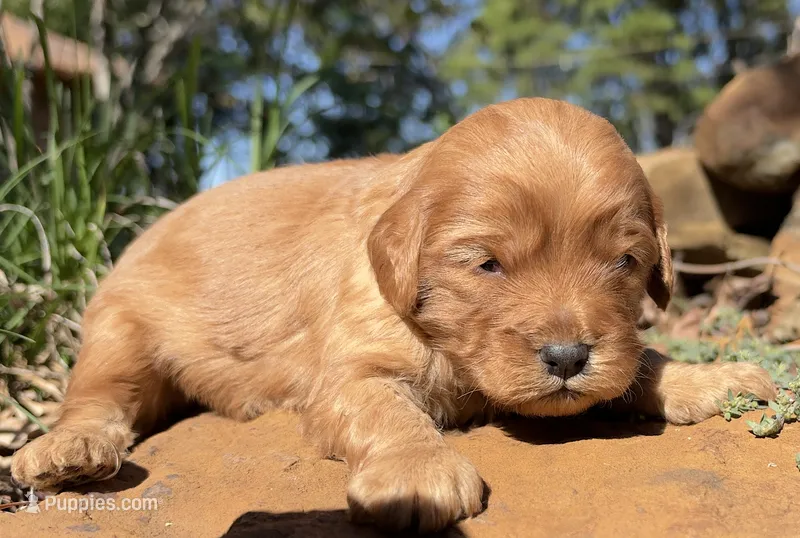 Enzo – Cavapoo puppy for sale in Porter, OK