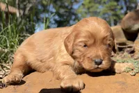 Enzo, a male Cavapoo for sale in Porter, OK – 1 of 7