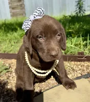 Cocoa, a female Labrador Retriever for sale in Porter, OK – 1 of 9