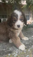 Rosie, a male Bernedoodle for sale in Porter, OK – 2 of 9