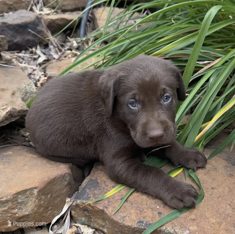 Fudge – Labrador Retriever puppy for sale in Porter, OK