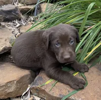 Fudge, a male Labrador Retriever for sale in Porter, OK – 1 of 4