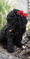 Cher, a female Poodle - Standard  for sale in Porter, OK – 1 of 3