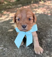 Milo, a male Cavapoo for sale in Porter, OK – 8 of 8