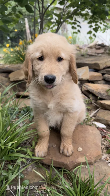 Ace – Golden Retriever puppy for sale in Porter, OK