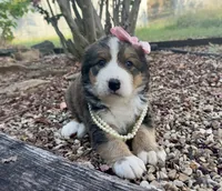 Ellie , a female Bernedoodle for sale in Porter, OK – 5 of 10