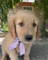 Ranger, a male Golden Retriever for sale in Porter, OK – 6 of 6
