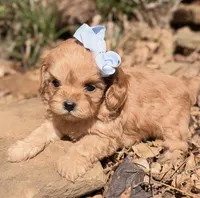 Peanut, a female Cavapoo for sale in Porter, OK – 2 of 7