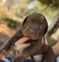 Lucy, a female Labrador Retriever for sale in Porter, OK – 9 of 9