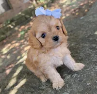 Peanut, a female Cavapoo for sale in Porter, OK – 3 of 7