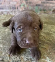 Ruger, a male Labrador Retriever for sale in Porter, OK – 3 of 8