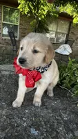 Charlie, a male Golden Retriever for sale in Porter, OK – 4 of 4