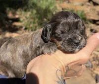 Fudge, a male Cavapoo for sale in Porter, OK – 4 of 5