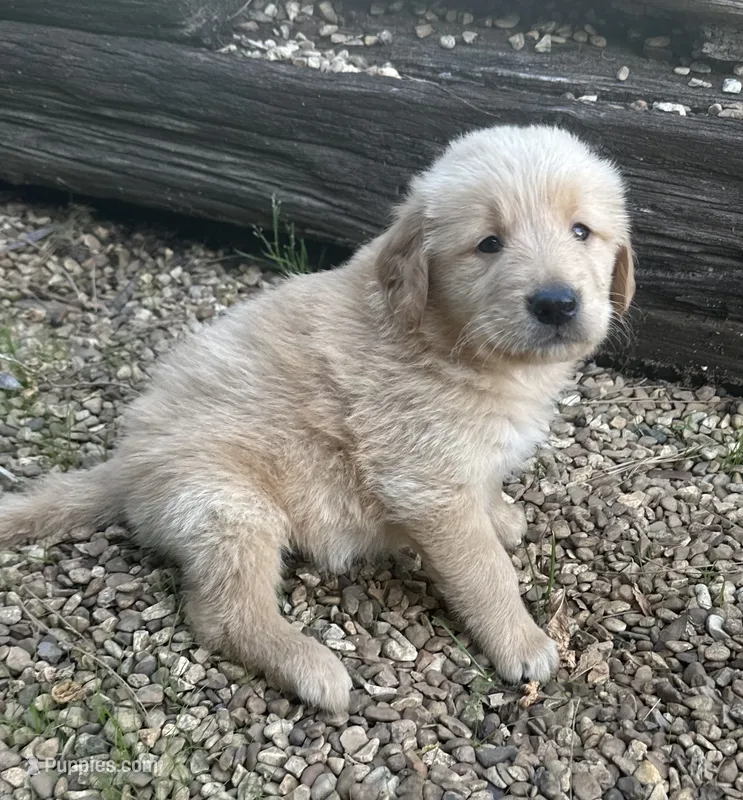 Moose – Golden Retriever puppy for sale in Porter, OK