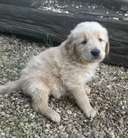 Moose, a male Golden Retriever for sale in Porter, OK – 1 of 3