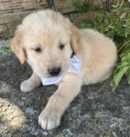 Scout, a male Golden Retriever for sale in Porter, OK – 2 of 7