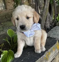 Scout, a male Golden Retriever for sale in Porter, OK – 3 of 7