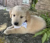 Scout, a male Golden Retriever for sale in Porter, OK – 4 of 7