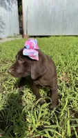 Lucy, a female Labrador Retriever for sale in Porter, OK – 2 of 6