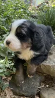 Bear, a male Bernedoodle for sale in Porter, OK – 2 of 8