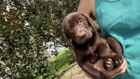 Reese, a female Labrador Retriever for sale in Porter, OK – 4 of 4