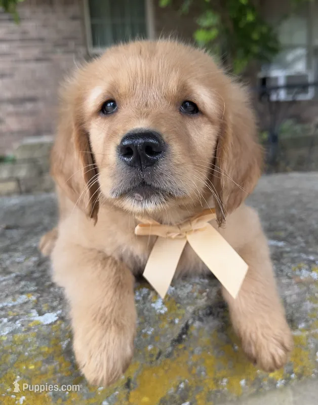 Remme – Golden Retriever puppy for sale in Porter, OK