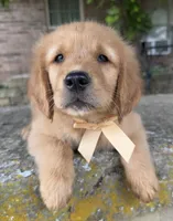 Remme, a male Golden Retriever for sale in Porter, OK – 1 of 5
