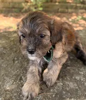 Finn, a male Cavapoo for sale in Porter, OK – 9 of 9