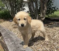 Scout, a male Golden Retriever for sale in Porter, OK – 5 of 6