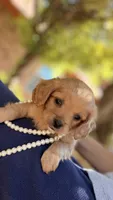 Mollu, a female Cavapoo for sale in Porter, OK – 4 of 5