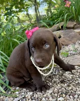 Lucy, a female Labrador Retriever for sale in Porter, OK – 2 of 5