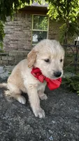 Charlie, a male Golden Retriever for sale in Porter, OK – 3 of 4