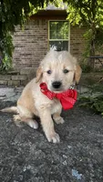 Charlie, a male Golden Retriever for sale in Porter, OK – 2 of 4