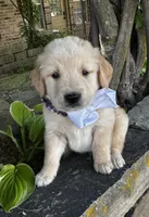 Scout, a male Golden Retriever for sale in Porter, OK – 2 of 5