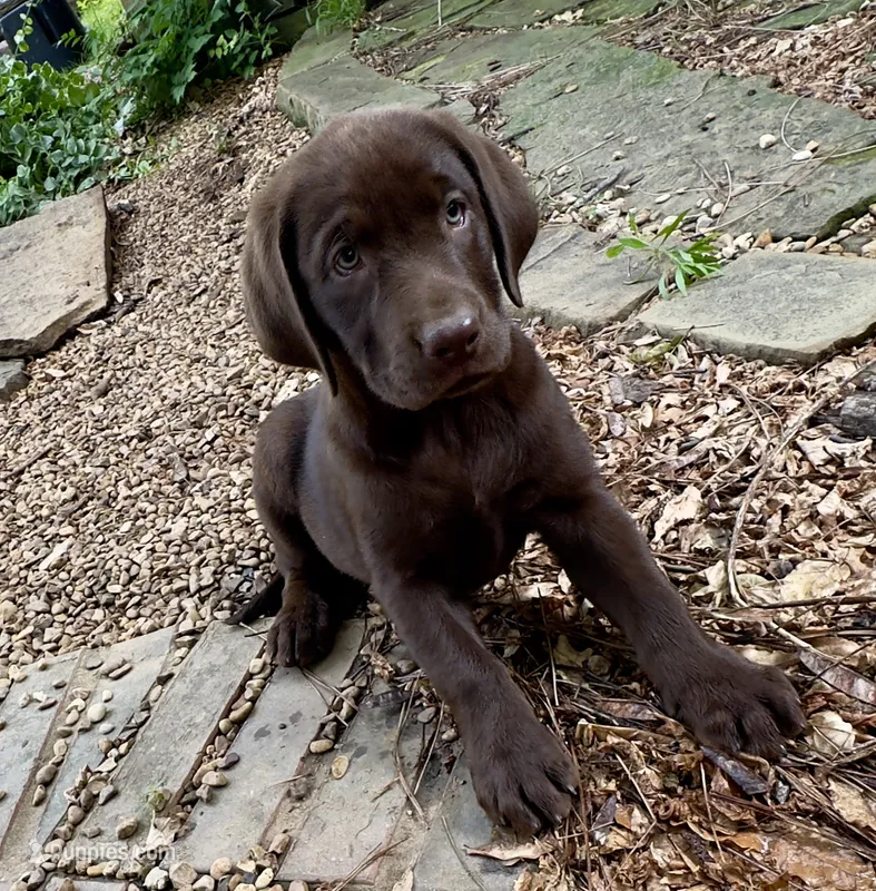 Darcy – Labrador Retriever puppy for sale in Porter, OK