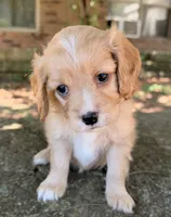 Daisy, a female Cavapoo for sale in Porter, OK – 7 of 7