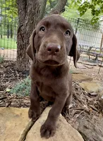 Darcy, a female Labrador Retriever for sale in Porter, OK – 4 of 5