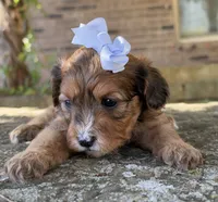 Coco, a female Cavapoo for sale in Porter, OK – 4 of 9
