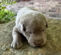 Rare Dax , a male Labrador Retriever for sale in Porter, OK – 6 of 9