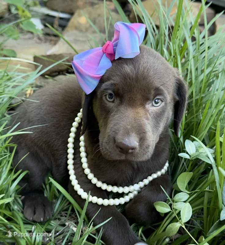 Reese – Labrador Retriever puppy for sale in Porter, OK