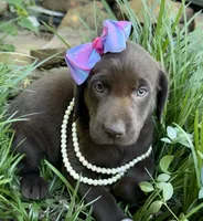 Reese, a female Labrador Retriever for sale in Porter, OK – 1 of 5