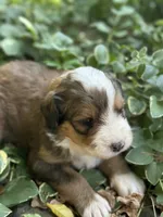 Neville, a male Bernedoodle for sale in Porter, OK – 2 of 7