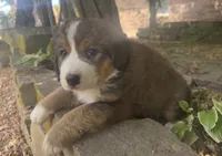Ellie, a female Bernedoodle for sale in Porter, OK – 4 of 10