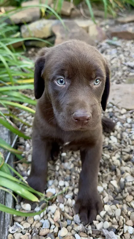 Piper – Labrador Retriever puppy for sale in Porter, OK