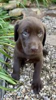 Piper, a female Labrador Retriever for sale in Porter, OK – 1 of 6