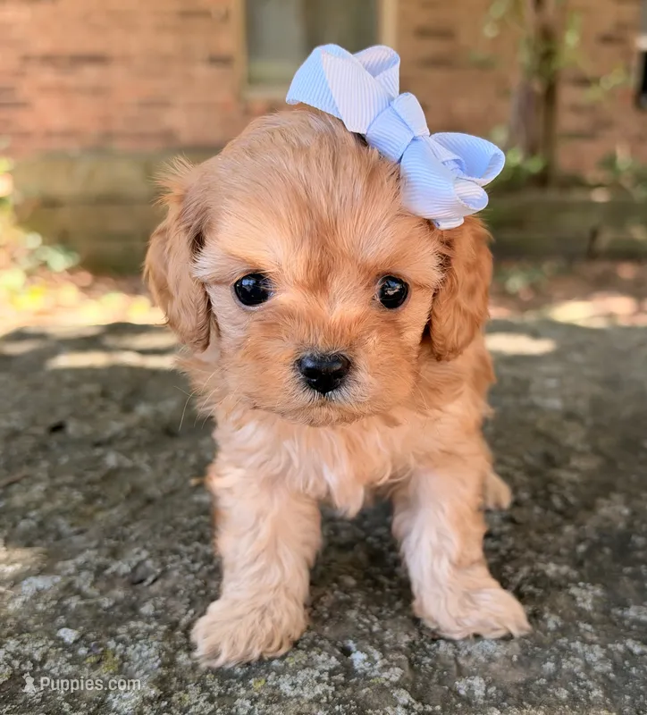 Peanut – Cavapoo puppy for sale in Porter, OK