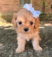 Peanut, a female Cavapoo for sale in Porter, OK – 1 of 7