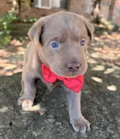 Dax, a male Labrador Retriever for sale in Porter, OK – 5 of 10